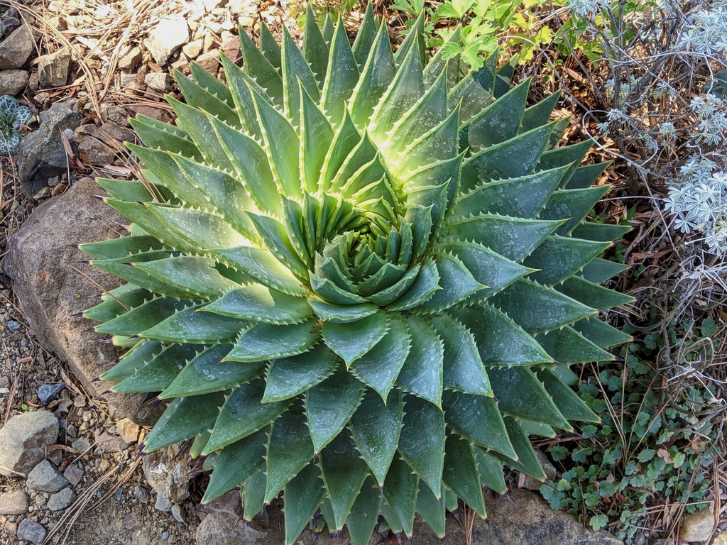 This spiral aloe from @ruthbancroftgarden is the perfect example of the Fibonacci Sequence appearing in nature.

Have you noticed the sequence in any of your plants? 👀