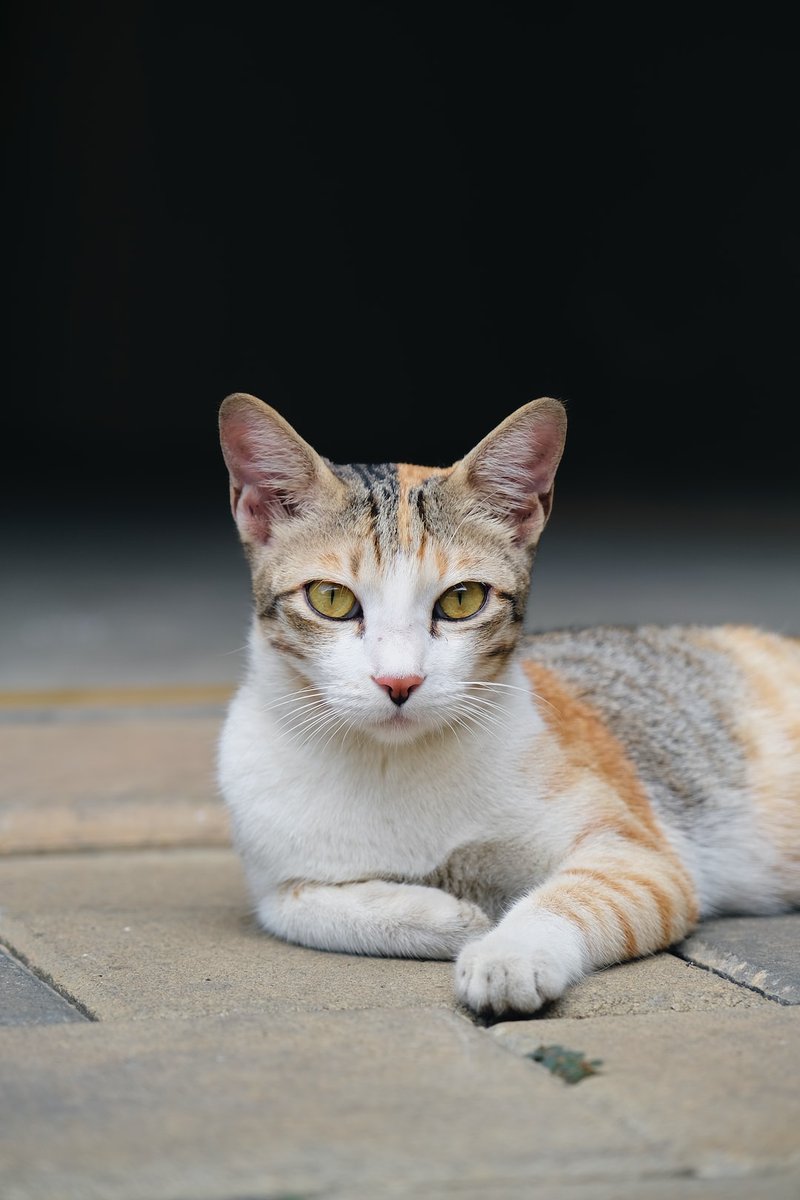 Random Kitties tweet media