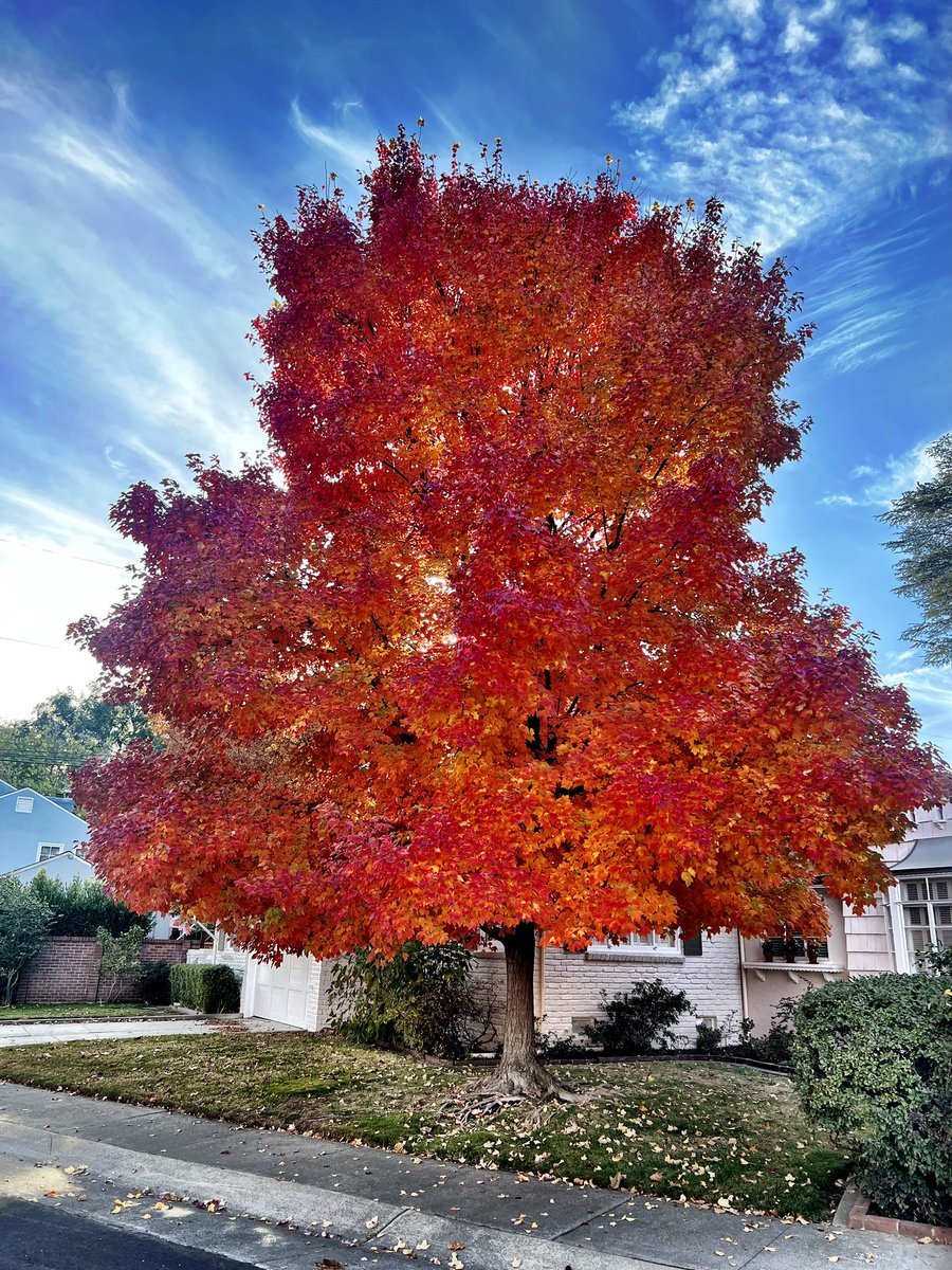 melfromcali78's tweet photo. This picture doesn’t even do it justice. I swear it was glowing. #fall #falltrees #amazingcolors #iphoneonly #nofilter https://t.co/0NPHDhnkmp
