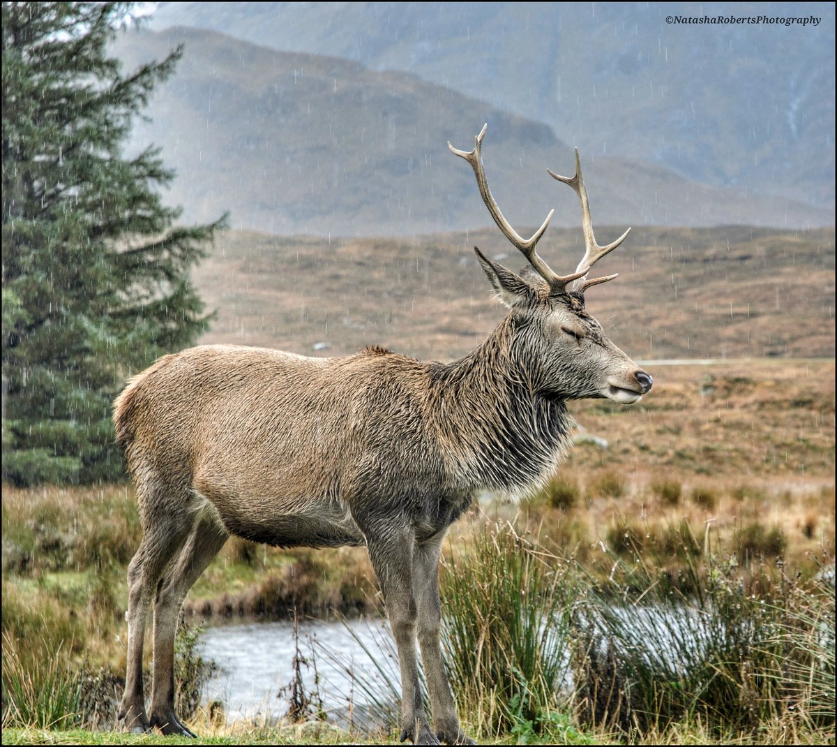 Natasha Roberts Imagery tweet media