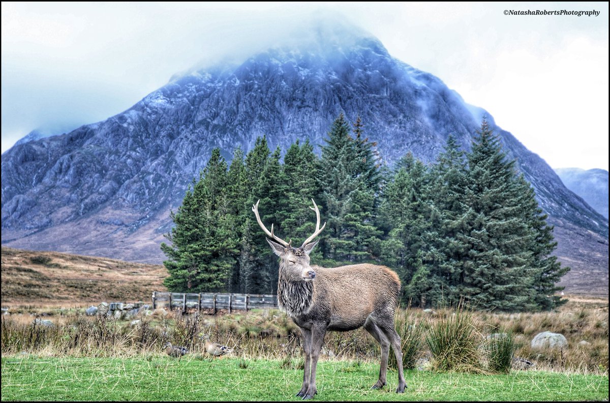 Natasha Roberts Imagery tweet media