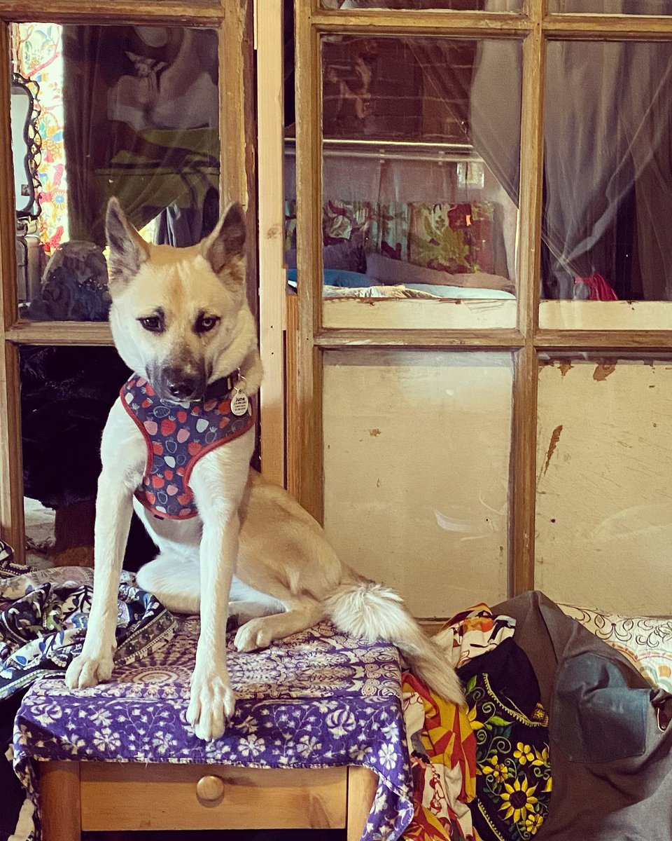 Lorzs_tweets's tweet photo. Happy #Woolfenoot from this weirdo! https://t.co/asSIWFNpDP