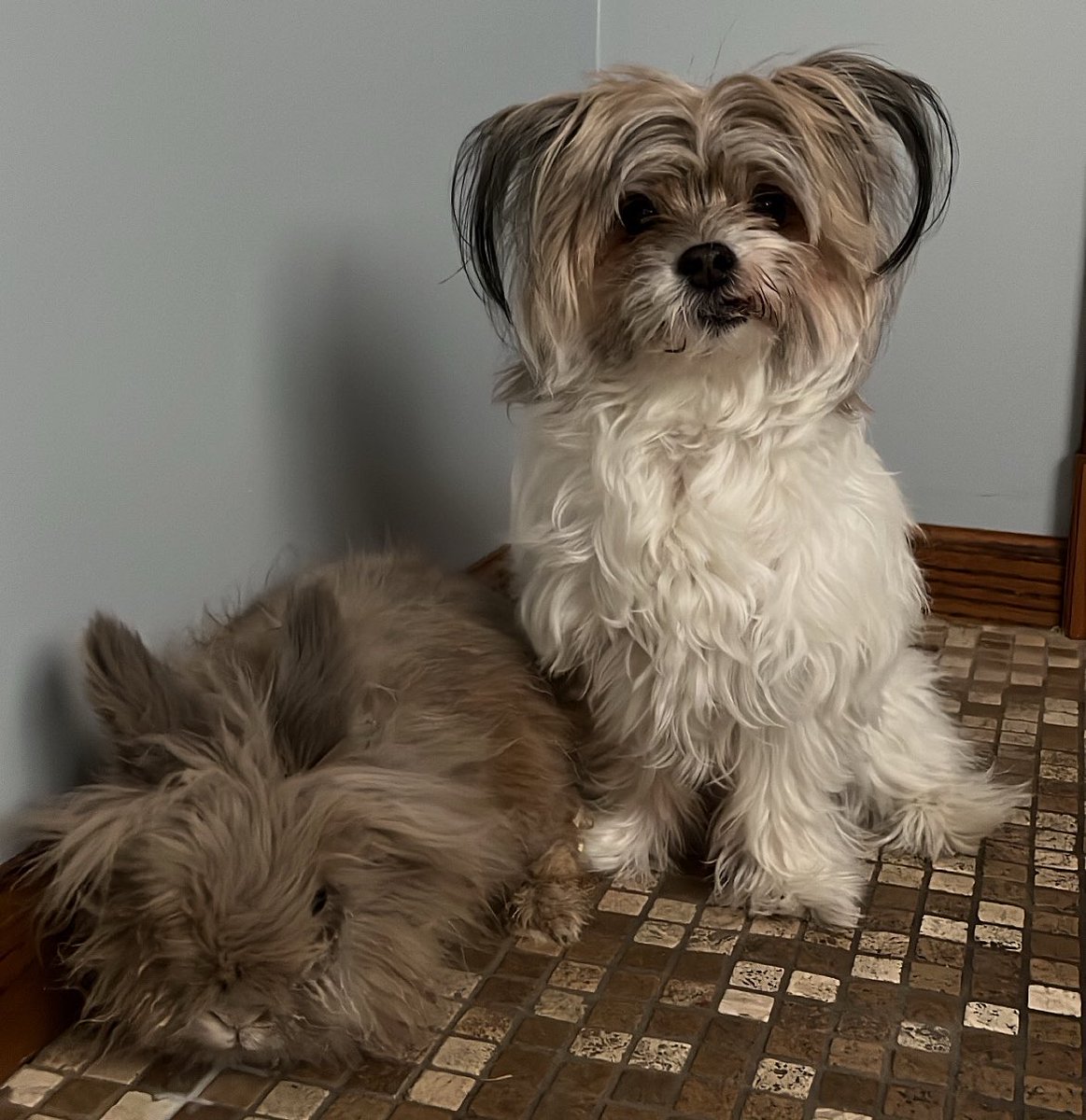 You’re welcome 🐰 🐶