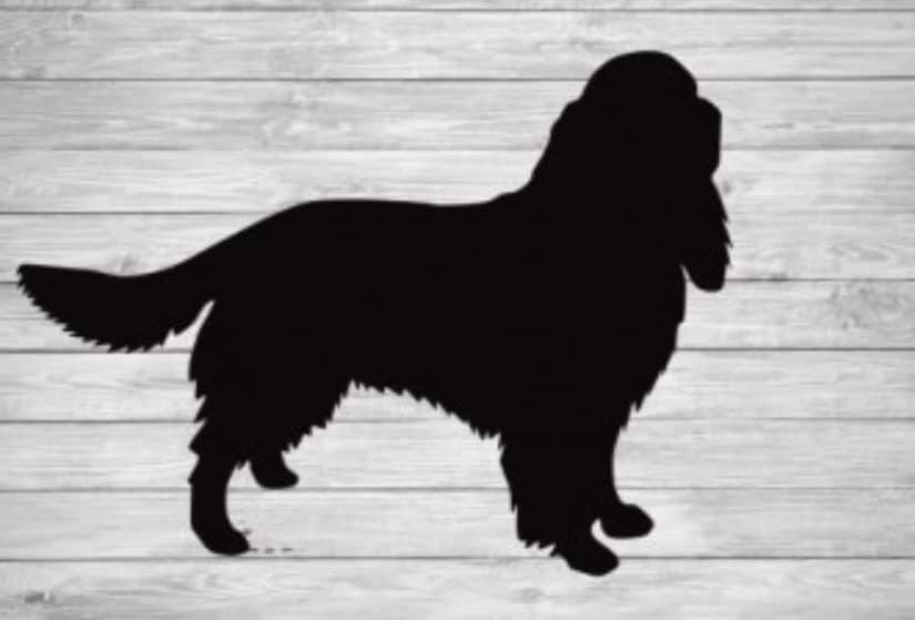 rosieDoc2's tweet photo. #SpanielHour
MOLLY missing #Cheldon #DEVON #EX17 2/11/22
Female/adult #ESS black&white
CHIPPED
⛔️PLS DO NOT CHASE MOLLY 📞ASAP AS ITS UNLIKELY NOS SHE WILL GO NEAR HUMANS TY
07788821670
https://t.co/6ZPVFusLdG
@Devon_Hour @TuffenuffDobes1 @MsTKIndeed @LaikaTwat @JacquiSaid https://t.co/1jVWaJFi9T