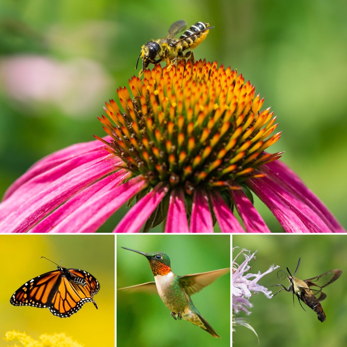 This year we are excited about #GivingTuesday because the Northstar Sustainability Fund, managed by our friends at Northstar Recycling, have generously offered to MATCH all donations up to $10,000! You can donate and support pollinator habitat at pollinator.org/giving-tuesday….