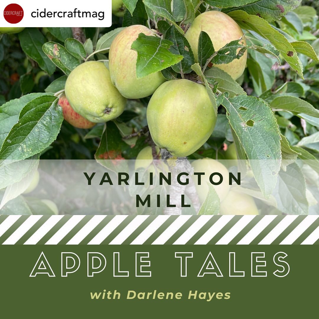 DID YOU KNOW?! The Yarlington Mill apple tree was found growing out of a water mill in Yarlington North Cadbury, Somerset, England in 1898. The apple is a mild 'bittersweet' and is commonly used as a late season blending apple. 
Visit <a href="/cidercraftmag/">CIDERCRAFT Magazine</a> and click link in bio 🍎