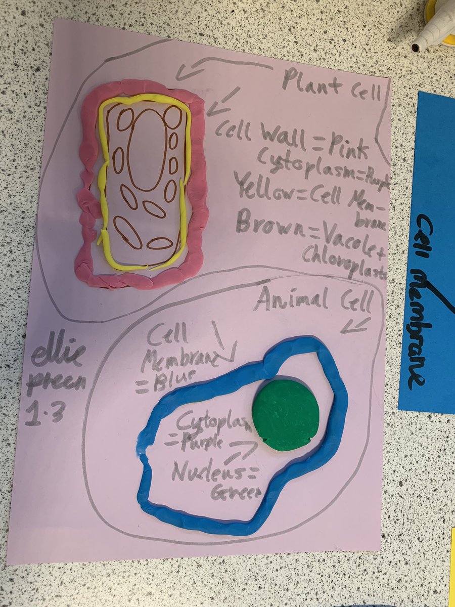 LHSScience_Dept's tweet photo. S1D have had great fun revising cell structure today. Keep up the good work folks ✨ @LinwoodHigh https://t.co/DpoGW7ig82