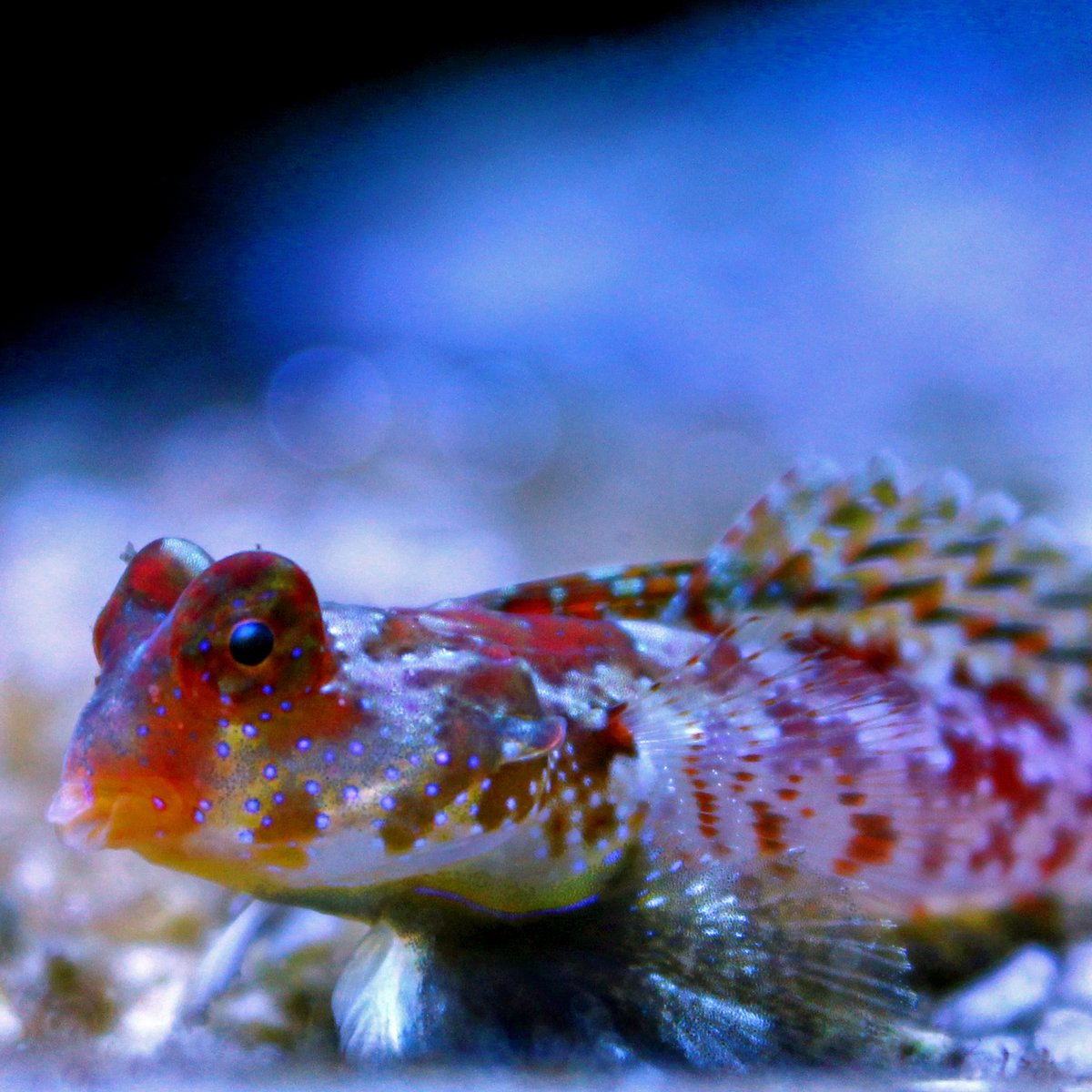 ReefChasers tweet picture