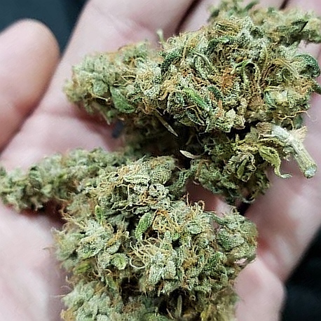 TrikomaSeeds's tweet photo. Y que mejor que tener tu propia cosecha y al mejor precio?
https://t.co/Q9CkV9ntFV
Ya me cuentas...
#herb #420mx #instaweedchile #sativas #grow #hemp #semillasautoflorecientes #growshopargentina #weedculture #weedgirls #weedlovers #cannabisargentina https://t.co/Hh7zIHxbQK