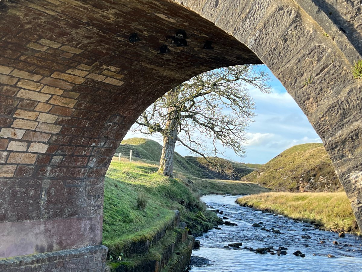 Susanne Arbuckle tweet media