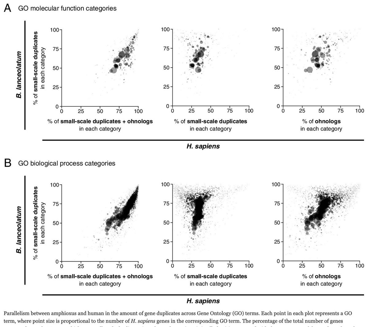 news4go's tweet image. Great #newpublication that examines gene duplication in amphioxus vs. vertebrate genomes. Huge #ShoutOut  to @mbv_marina, @marc_rr et al. for not only featuring GO, but #citing us as well! Read more in @GenomeBiology  genomebiology.biomedcentral.com/articles/10.11…