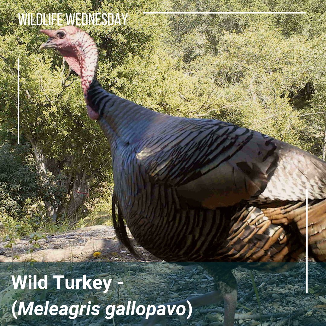 Happy #WildlifeWednesday &amp; Thanksgiving! Wild Turkeys (Meleagris gallopavo) roam throughout North America &amp; have 5-6k feathers. Their heads change color, red to blue, in seconds to express emotion. Photo 1 Courtney Celley USFWS, photo 2 Osborn Preserve wildlife camera Ben Bravo