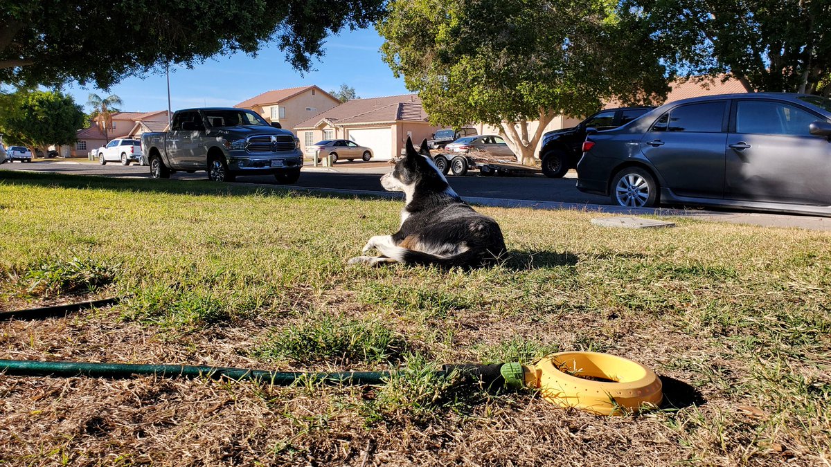 Ga1acticCouncil's tweet image. Outside with doggo 🐶 

We'll be live with a #PokemonScarlet stream in T-minus 11min ⏰️ 

#Twitch #GalacticCouncil #Pokémon
#JourneytoHogwartsLegacy 

🔴▶️twitch.tv/galacticcouncil