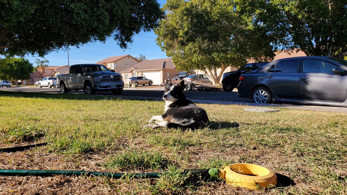 Ga1acticCouncil's tweet image. Outside with doggo 🐶 

We'll be live with a #PokemonScarlet stream in T-minus 11min ⏰️ 

#Twitch #GalacticCouncil #Pokémon
#JourneytoHogwartsLegacy 

🔴▶️twitch.tv/galacticcouncil