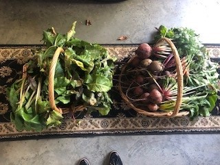 DirubioJudy's tweet photo. A fall garden requires a patient gardener.
Thankful I like beets! 
#garden #gardens #fallgarden #gardener #fall #organicgarden 
#homegardener https://t.co/VFEpa5dMyD