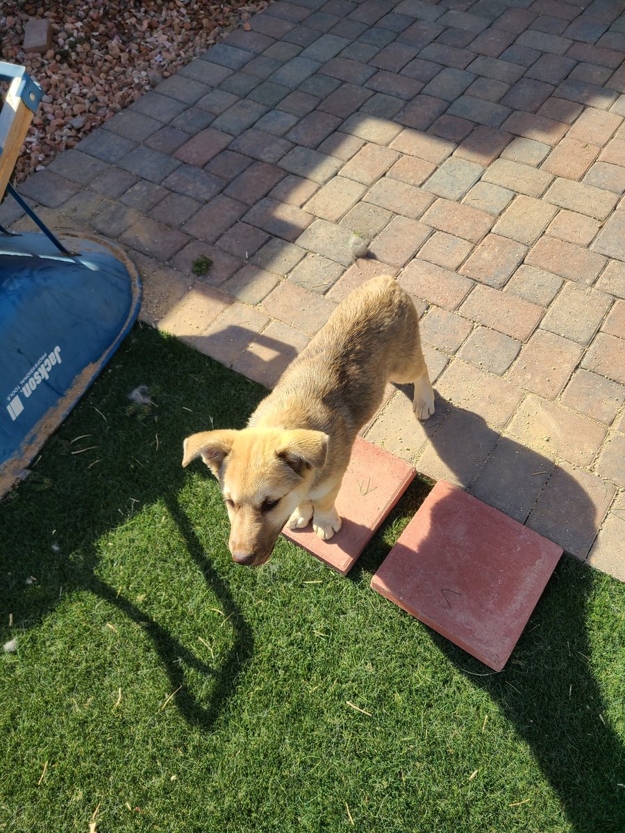 Bioscian's tweet photo. And as a great prelude to the holiday, my dad found and rescued this guy in the middle of the road. Getting him checked for a chip later https://t.co/ajGjiP9uKA