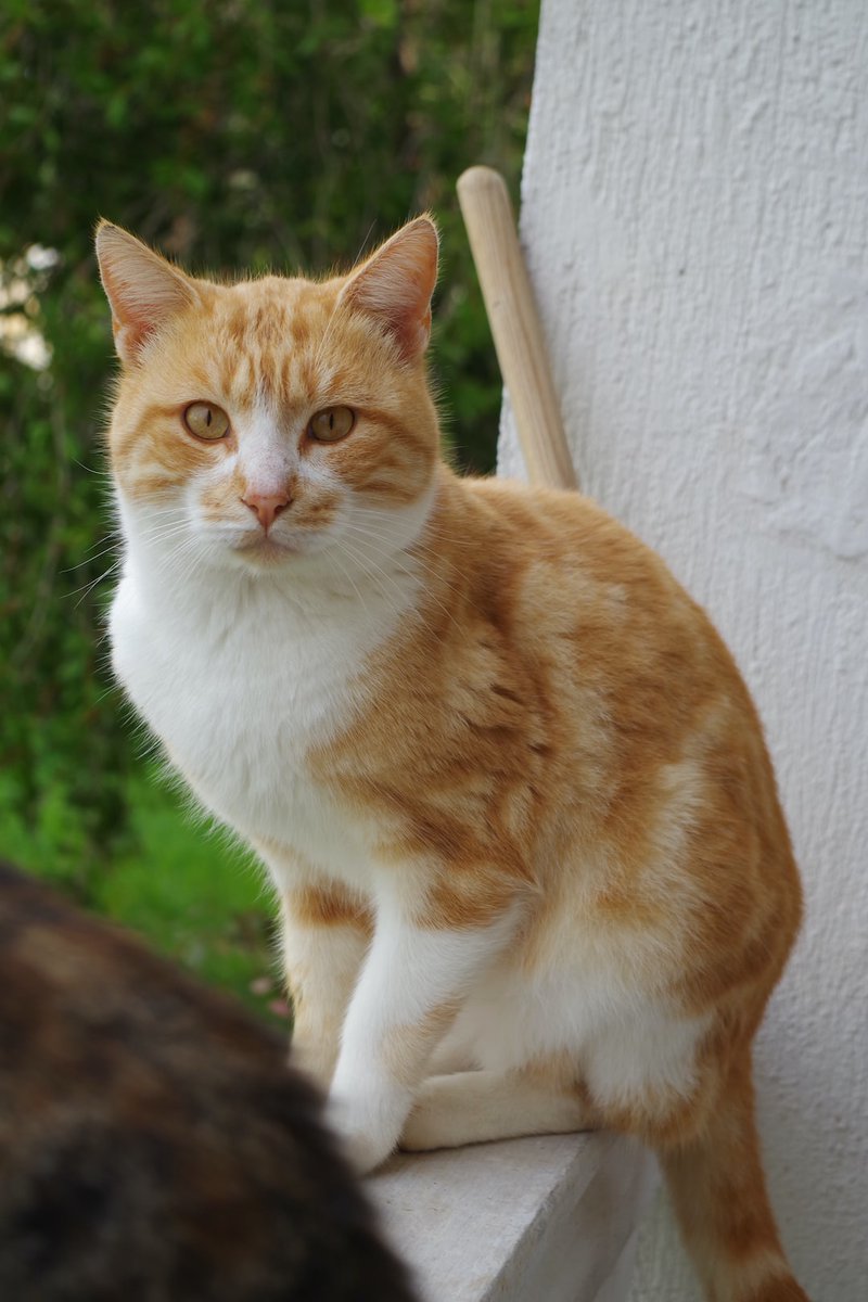 Random Kitties tweet media