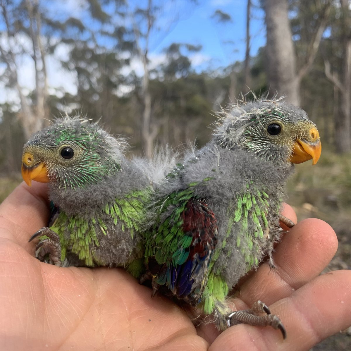 teamswiftparrot's tweet photo. Swift parrots 💚💛 https://t.co/zDVlJ7Pgze