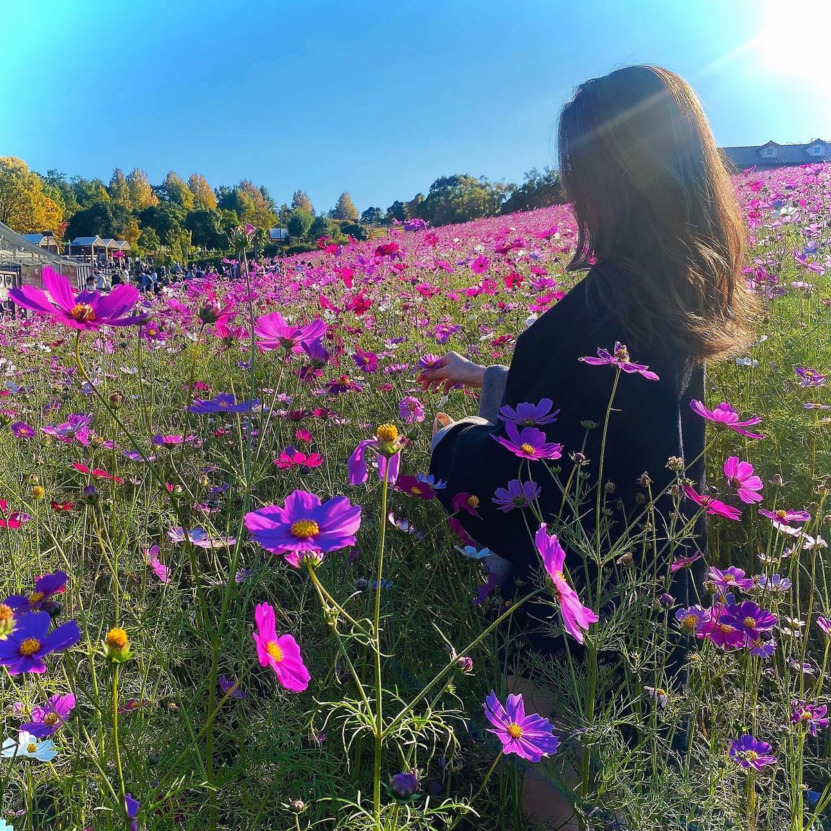 Aiko52011's tweet photo. .
.
.
コスモスいっぱい癒される🌼
ピンクコスモスの花言葉気になって調べた笑
「乙女の純潔」素敵❤️ https://t.co/HyZbPt2kyE