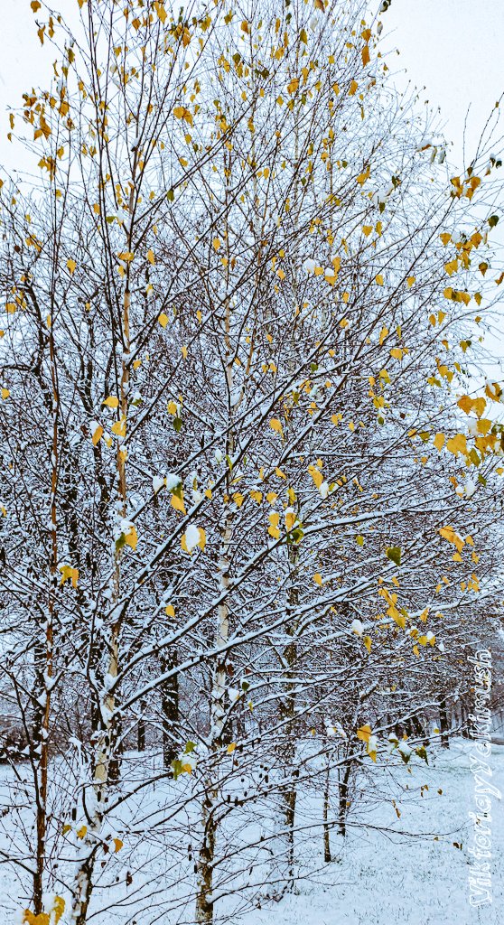 VikiYakimush's tweet photo. Gold &amp; silver... ❄️❄️❄️ https://t.co/3C1D0TxF48