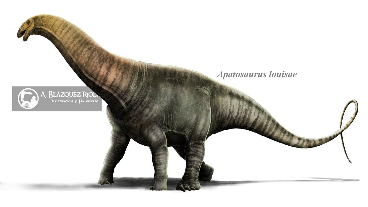 Apatosaurus louisae 

#paleoart #paleoillustration #Dinosaurs #Apatosaurus #Sauropod #Dinovember