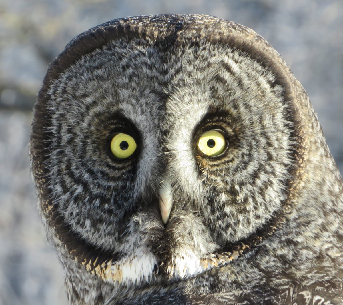 new paper: "Great Gray Owls hunting voles under snow hover to defeat an acoustic mirage" was just published! royalsocietypublishing.org/doi/10.1098/rs…

In it, we ask: how does great gray owl hunt thru snow?  Part of the answer is this enormous facial disc they have (largest of any owl species)