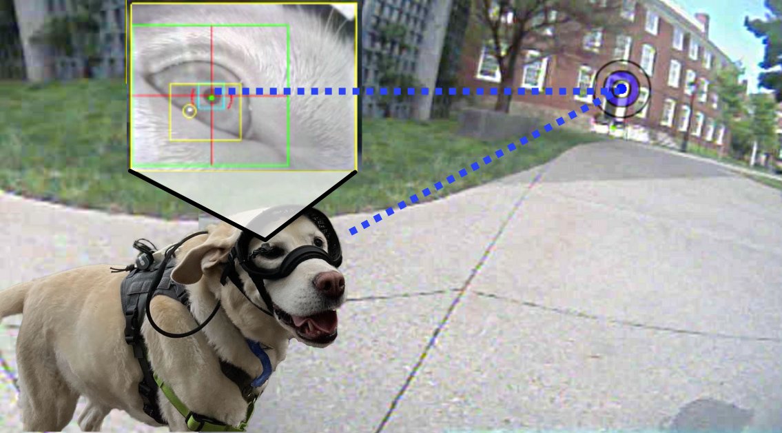 Brown Dog Lab (@browndoglab) on Twitter photo 🔍Recent publication highlight: our grad student, <a href="/madelinepelgrim/">Madeline Pelgrim</a>, and PI, Dr. Daphna Buchsbaum, recently published in Proceedings of the <a href="/CogSciSoc/">Cognitive Science</a>! They analyze what dogs see & pay attention to based on eye-tracking data from a walk outdoors! 👀🌳 escholarship.org/uc/item/769022… 🔍Recent publication highlight: our grad student, <a href="/madelinepelgrim/">Madeline Pelgrim</a>, and PI, Dr. Daphna Buchsbaum, recently published in Proceedings of the <a href="/CogSciSoc/">Cognitive Science</a>! They analyze what dogs see & pay attention to based on eye-tracking data from a walk outdoors! 👀🌳 escholarship.org/uc/item/769022…