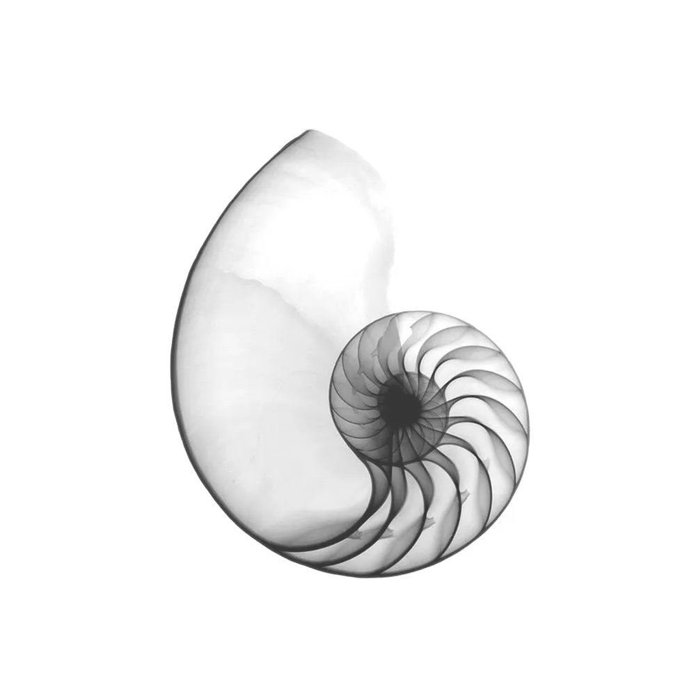 humanadvancedmx's tweet photo. Cada 23 de noviembre, se conmemora a uno de los matemáticos italianos más influyentes del medioevo: Leonardo de Pisa, más conocido como Fibonacci.
#alternative #blackwork #humanadvancedwear #geometry #science #scifi #geometria #designer #cool #human #softwear #techwear https://t.co/yf1MQsl699