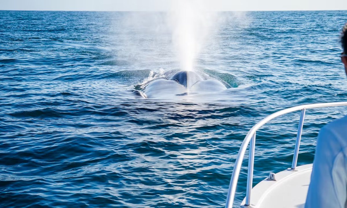 Getmyboat's tweet photo. Looking for something fun to do in Newport Beach, California? Book a whale-watching tour for the chance to see these majestic creatures up close and personal! 🐋

Book a whale-watching tour in Newport Beach today - https://t.co/s60Ml55E2w https://t.co/kfp7toJADv