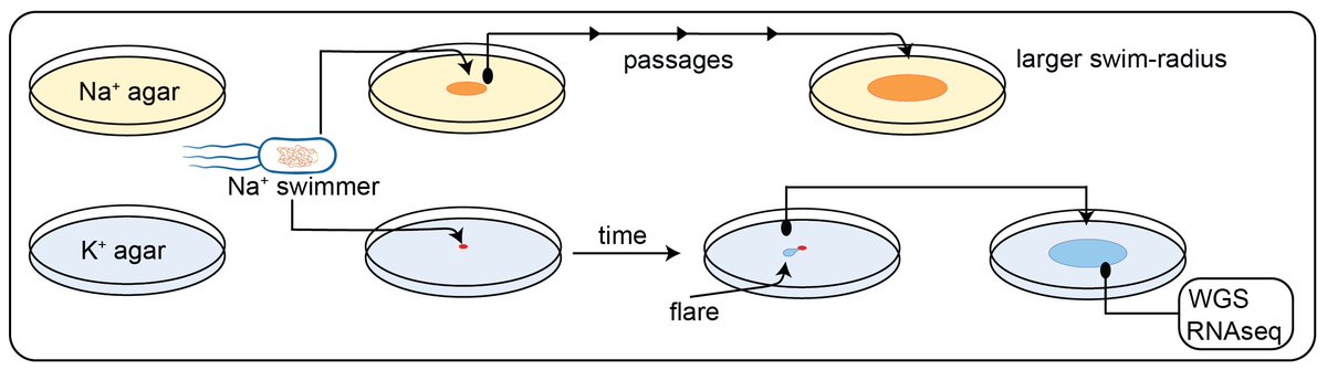 Matt Baker (@phatmattbaker) on Twitter photo Our work on experimental #evolution of bacterial swimming is out today in <a href="/ScienceAdvances/">Science Advances</a>.
We used CRISPR/Cas9 to make the engine of natureās oldest wheel sodium powered and then starved it of sodium to encourage it to adapt to be able to move.
science.org/doi/10.1126/sc⦠Our work on experimental #evolution of bacterial swimming is out today in <a href="/ScienceAdvances/">Science Advances</a>.
We used CRISPR/Cas9 to make the engine of natureās oldest wheel sodium powered and then starved it of sodium to encourage it to adapt to be able to move.
science.org/doi/10.1126/scā¦