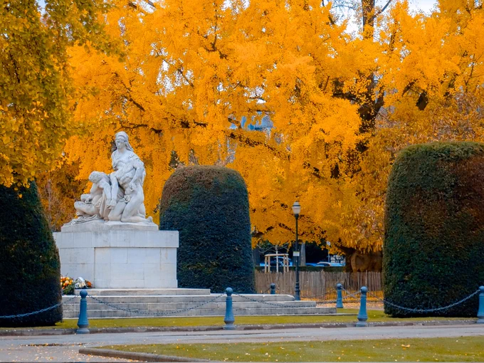 IT'S GINKGO TIME 