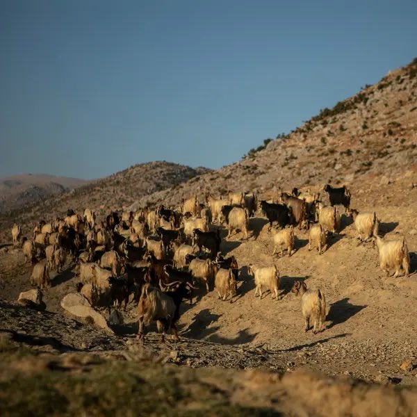 First photo assignment for the <a href="/nytimes/">The New York Times</a> 

So happy I got to work on this story with the great <a href="/RajaAbdulrahim/">Raja Abdulrahim</a>, thanks to @MonaBoshnaq, <a href="/willbaxterphoto/">Will Baxter</a>, and <a href="/hwaida_saad/">hwaida saad</a>