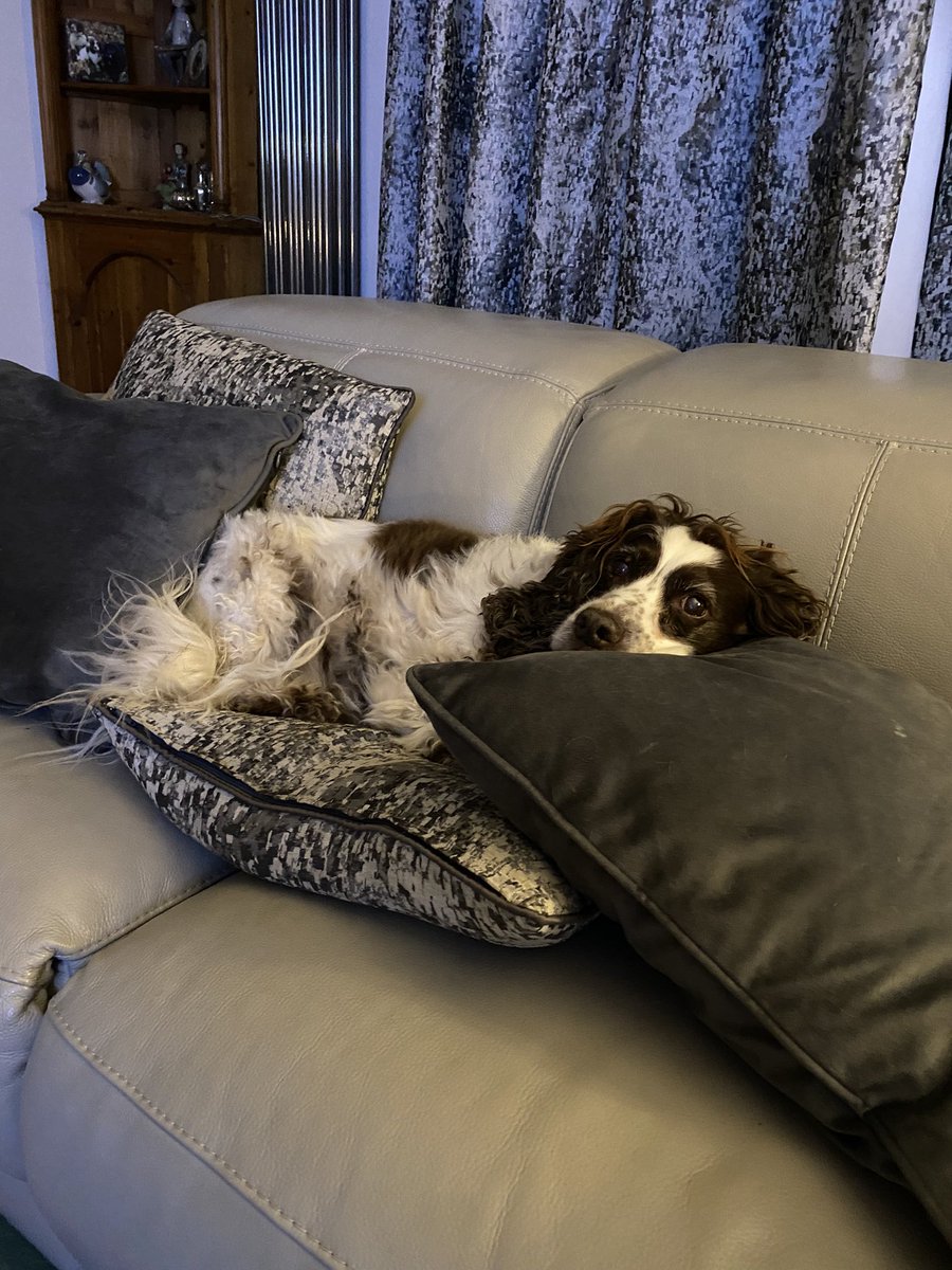 Comfy there Mo?
Yes thank you …. Very comfy #AllToMyself #SuperComfy