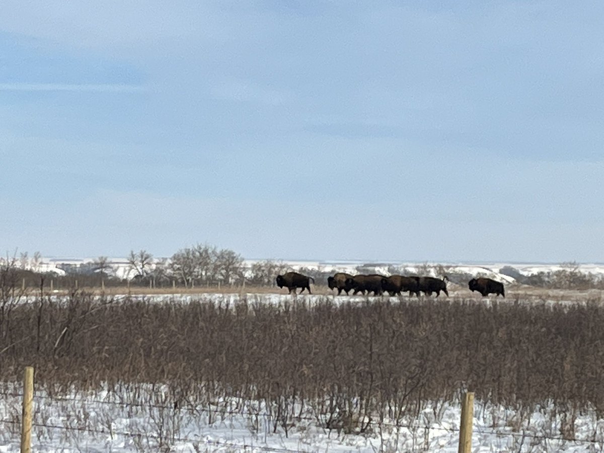 GarnerLarissa's tweet photo. We conquered the valley and saw buffalo up close and personal. So proud of #landbased @CentennialSchoo. The students very courageous and resilient! https://t.co/jkcAgQoyPy