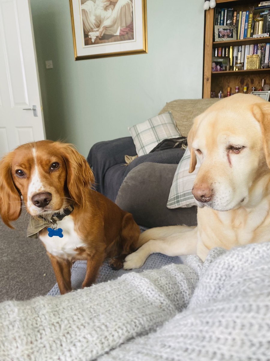 DdayGeek's tweet photo. If you have two, what difference does a 3rd make 🤔 #doglover #shallimakeit3 #labrescue #addonemore https://t.co/YHOyyA5p9R