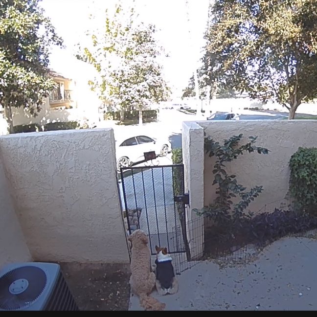 k_nikolee's tweet photo. Looking at my cameras while I’m at work makes me so sad because my dogs literally sit outside waiting for us to come home alllllllllll day🥺 https://t.co/BrcO7pKjxv