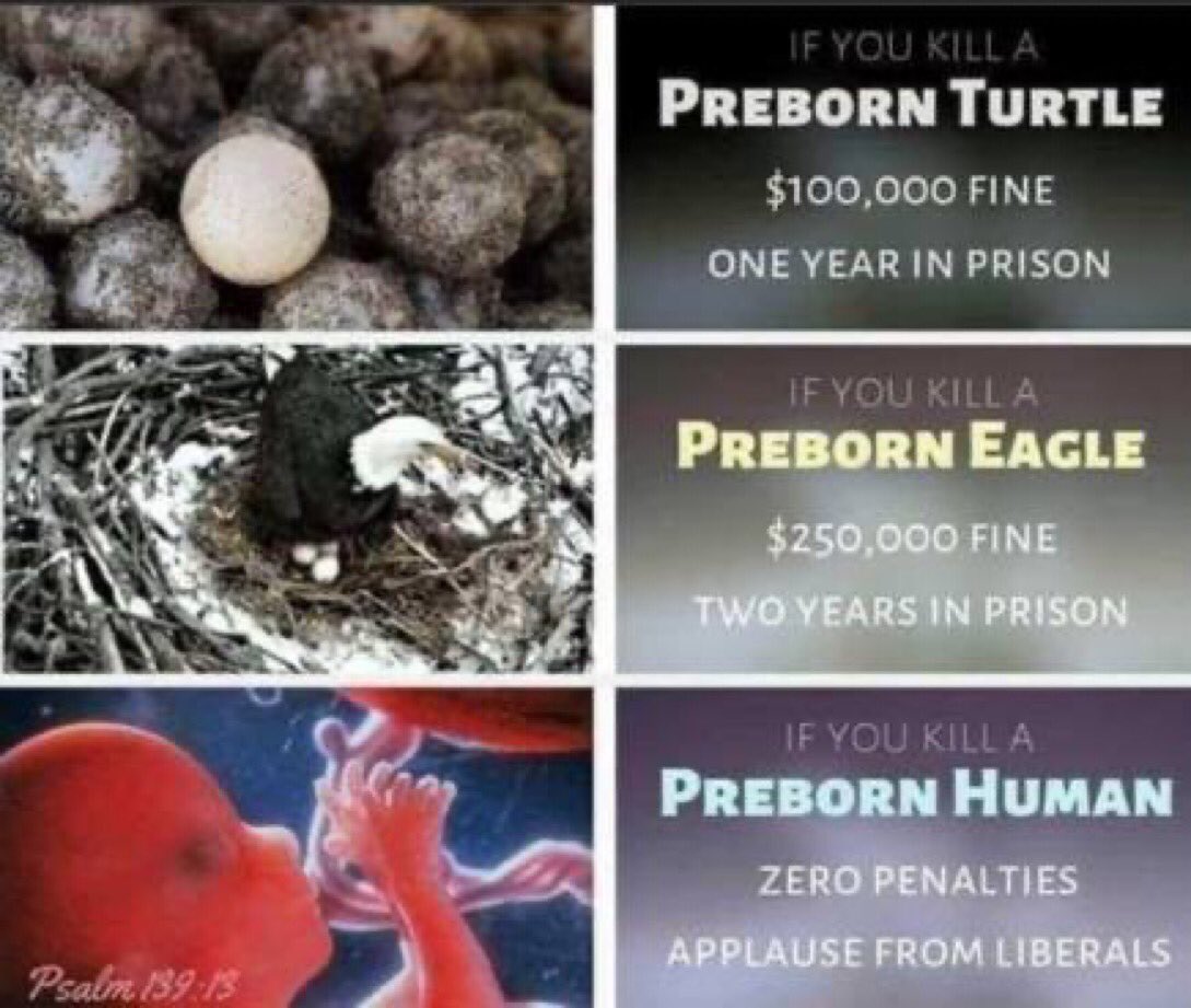 I AM PROLIFE @1GaryBernstein @ArmandKleinX @FinFan4Trump @GreyLady45 @KevinGills13 @ToscaAusten @baddaddee @thames_tim @Chris_Value @SheriffRuth @SoCal720 @Threeefer @taxfreeok @j0ker937 @Ikennect @MP_1Eye @genuke1 @1Nicdar @RnkSt7 @ImaP91 @827js @emma6USA 🦅