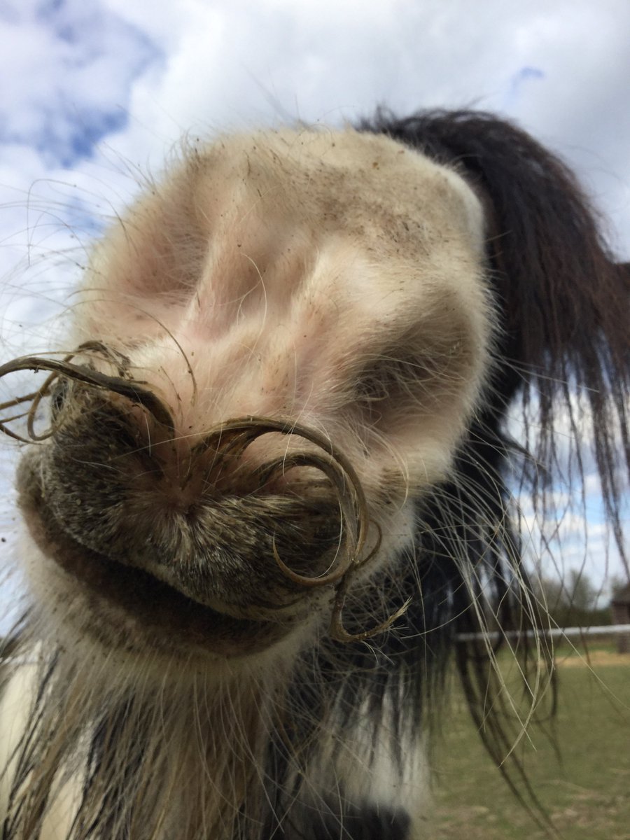 Eggsy Pony & Friends tweet media