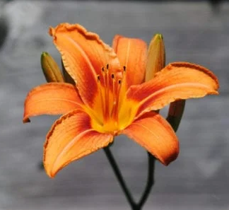 Neon_Sharky's tweet photo. Practiced painting a flower because a friend asked me to draw one for a trend, this is a day lily. #digitalart #digitalrtist #digitalpainting #ArtistOnTwitter #art #drawing #sketch https://t.co/Ak0qF9lFn4