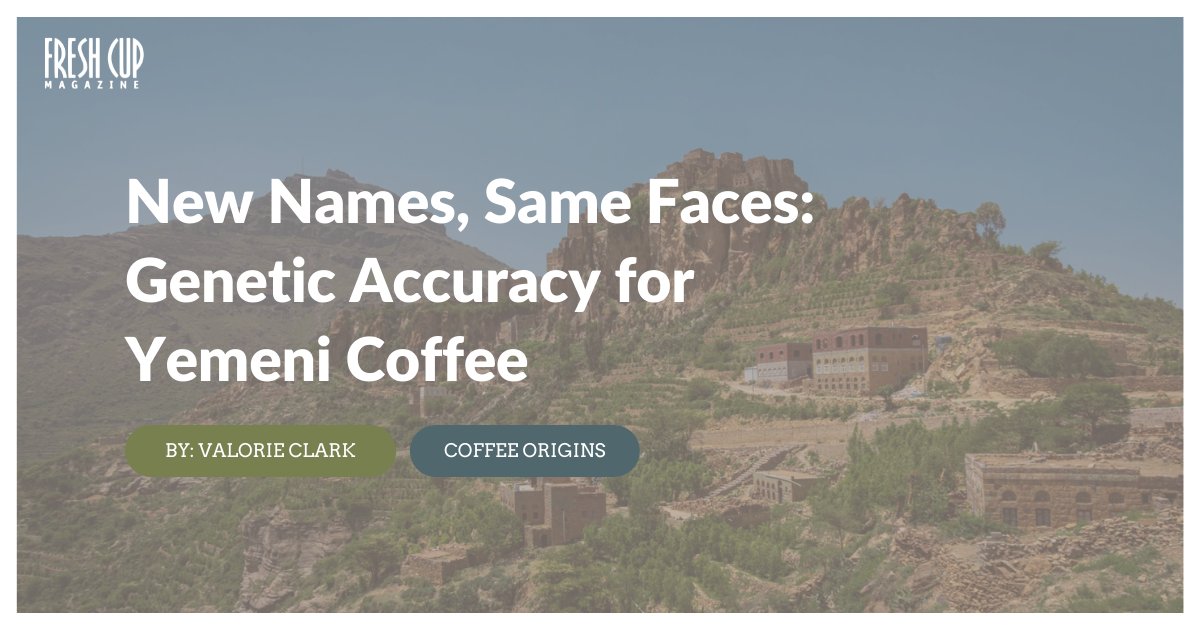 FreshCupMag's tweet photo. A new collaborative project is effectively mapping the gap between colloquial names and genetic variations of the Coffea genus in Yemen. Read @TheValorieClark’s article to learn more!

🔗 https://t.co/cFpaUnq5PJ

#specialtycoffee #yemen #coffeetwitter #greencoffee https://t.co/6eaPY0b9Jc