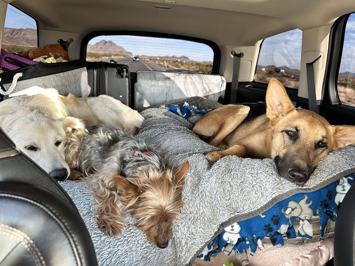 Happy Thanksgiving Eve 🦃 Safe travels to you and your fur babies. ❤️