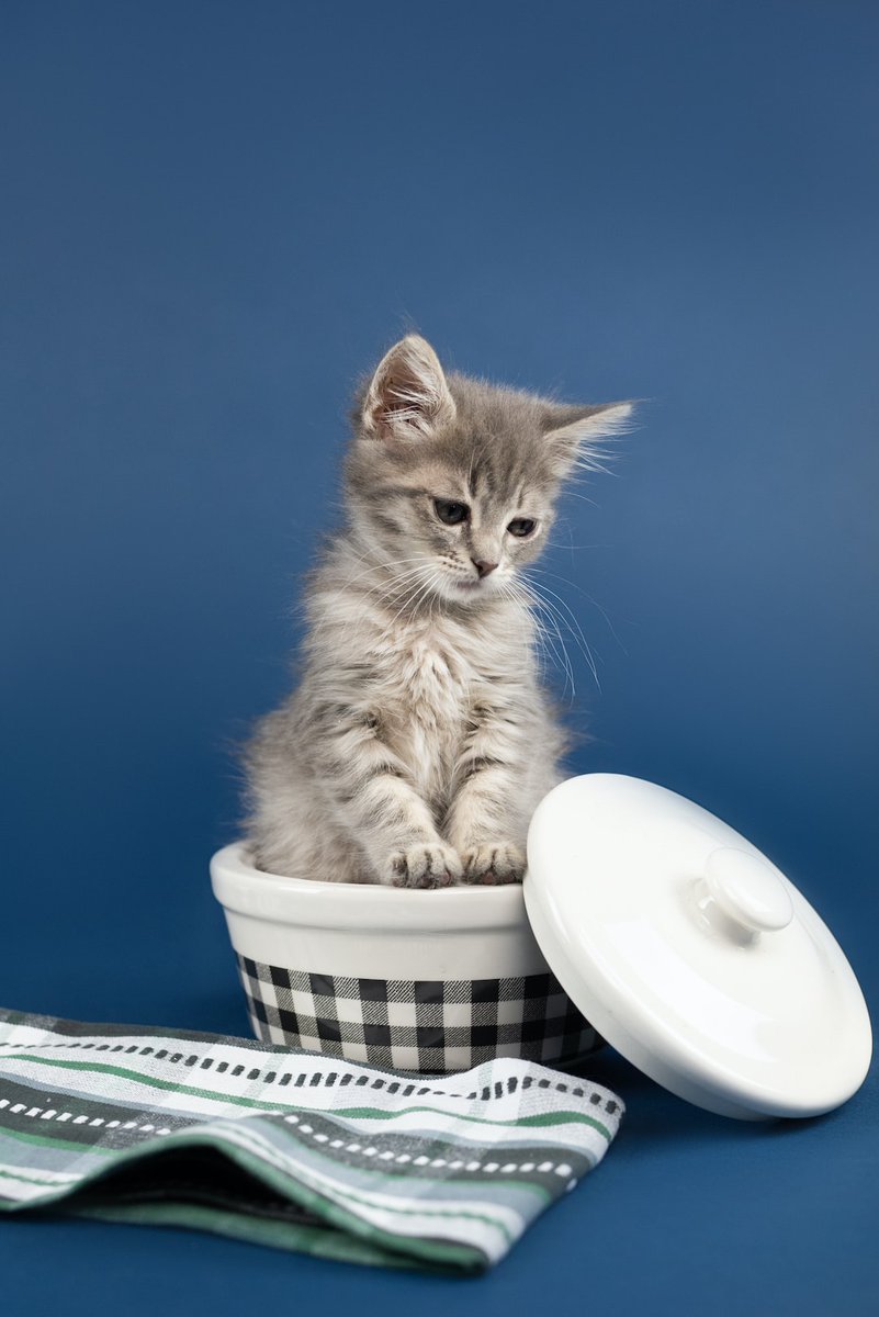 Random Kitties tweet media
