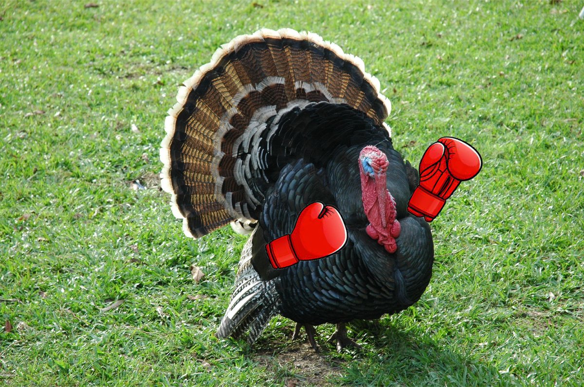 Human-wildlife conflict tip of the day: Don't mess with wild turkeys- you might get the stuffing knocked out of you.

However you might celebrate, enjoy the long holiday weekend! While you're at it, give the <a href="/HWI_Journal/">Human-Wildlife Interactions</a> a read: bit.ly/2Hr3jgy