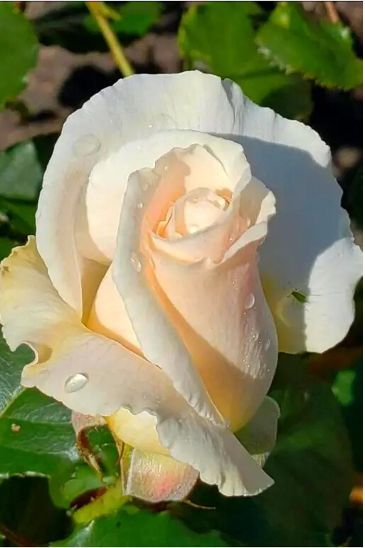 Галина Вишневская (@galina75vichi) on Twitter photo 