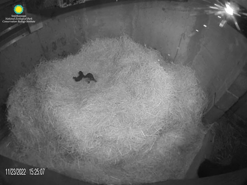 PookieDigi4Ever's tweet photo. Cubbies!!! 🥰
Brienne left the den for ~30 seconds, allowing us a clear view of her cubs. (video to come) #AndeanBears @NationalZoo @DodgerAmes @CharmCityPanda @DCnativepanda @kathybowler @sweetg12651 @bluestone356 @LoveofPandas1 https://t.co/HO28SlyqjM