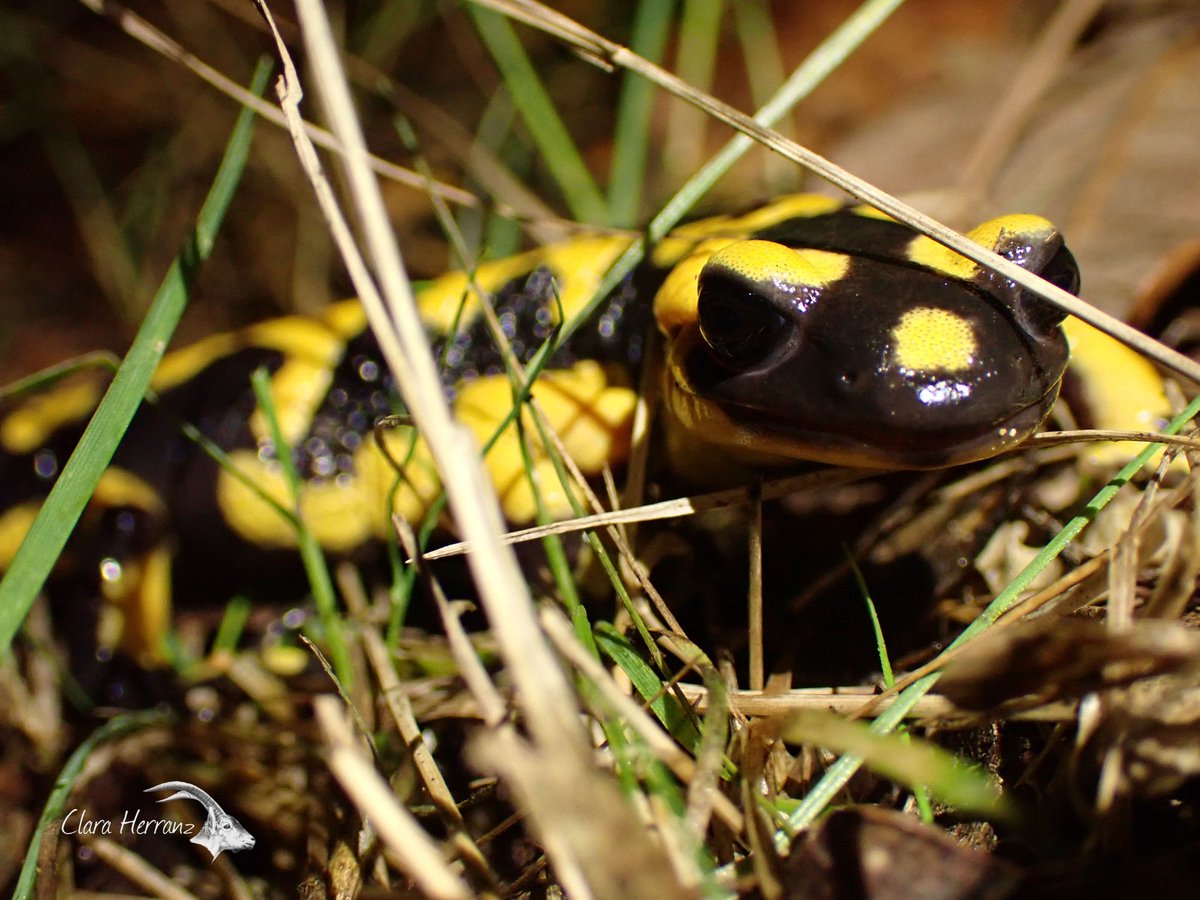 ClaraH_F_'s tweet photo. Ya están aquí!!!
Salamandra salamandra
Roureda de Can Verdalet
Directa al Atles d'amfibis i rèptils de la Baixa Tordera de @nat_mont_ https://t.co/WYxcoEebRn