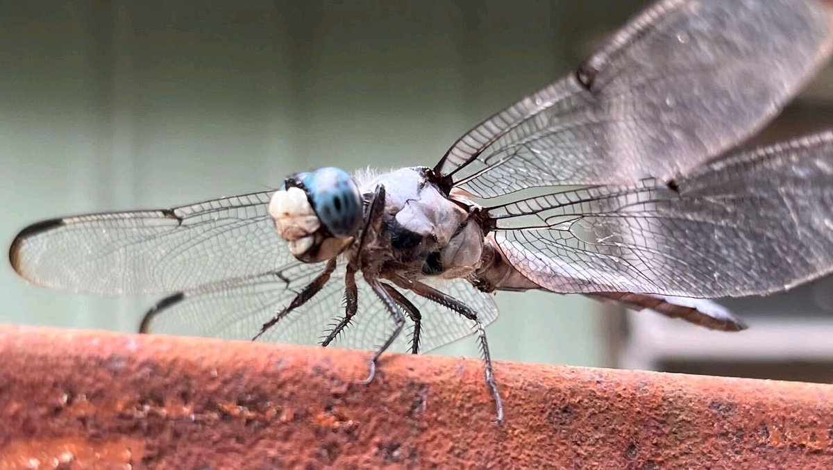 turtlecowsllc's tweet photo. We hope everyone has an excellent Thanksgiving this year! Please remember that we will not be shipping tomorrow or Friday due to the holiday.

In the meantime, please enjoy this awesome dragonfly photo our employee Liam shared with us. :) https://t.co/Q70yxycA4s