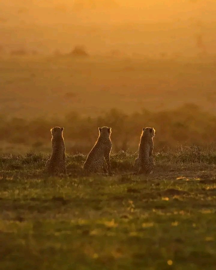 When the Masai Mara Sun goes down
website: perfectpathfindersafaris.com
#ExploreAfrica
#visitAfrica
#africansafari 
#wildlife
