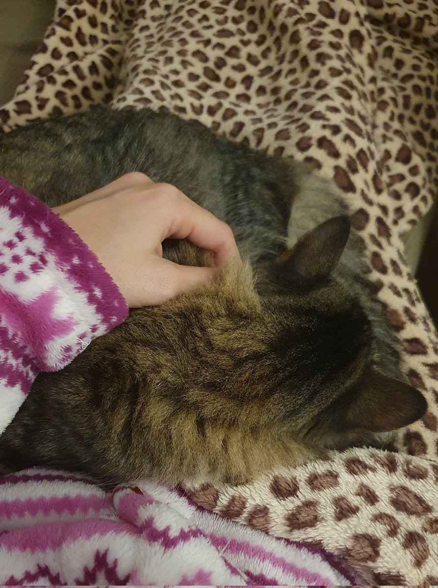 HarLe_o3o's tweet photo. Siempre conmigo, me hace sentir muy mamá pato UxD ❣️❣️
•
•
•
#love #mamapato #alwayswithme #relax #sleep #Maui #tabby #atigrado #gato #cat #neko #gatti #chat #kitty #pet #petoftheday #catoftheday #petlover #catlover #lovely #cute #lovemycat #lovemypet #gatete https://t.co/lcH04vmQcY