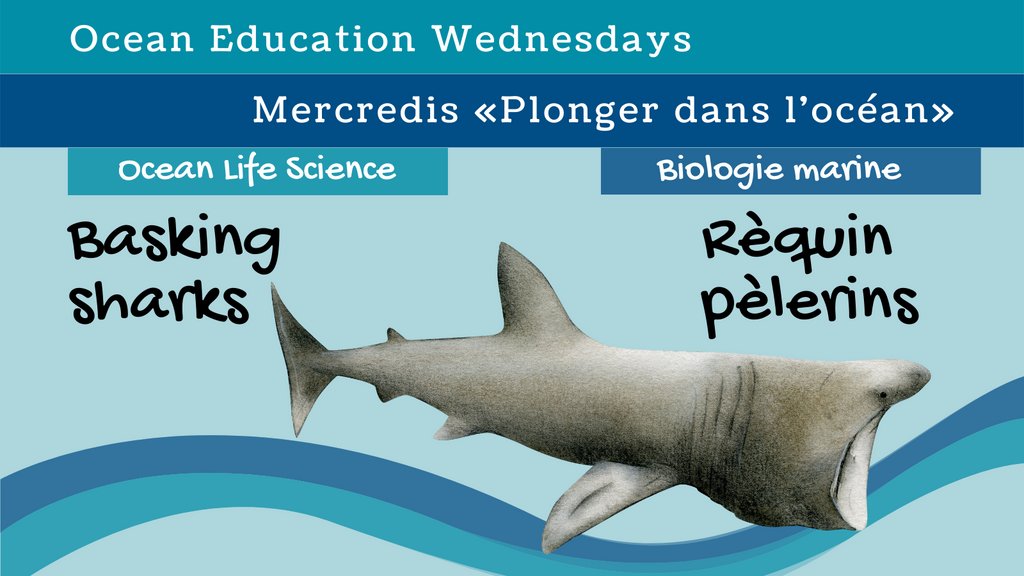 Learn about Canada's largest fish in this week's #OceanEducationWednesday. It's a good introduction to the diversity of sharks for your students - this one filter feeds plankton! Find the slides in
English: bit.ly/OEW_EN 
Français: bit.ly/OEW_FR1e